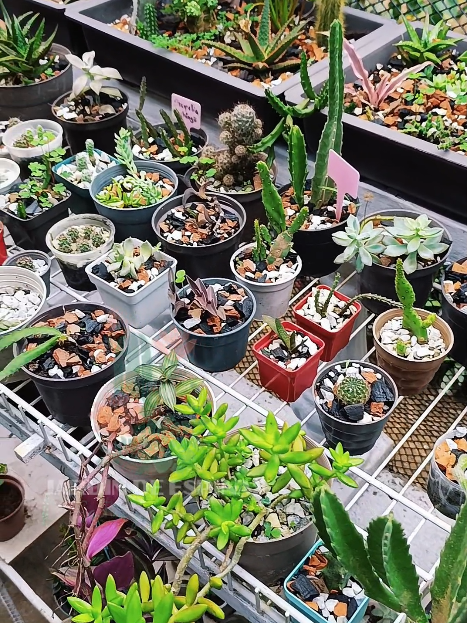 @CACTUS JARDIN DE ESPINAS