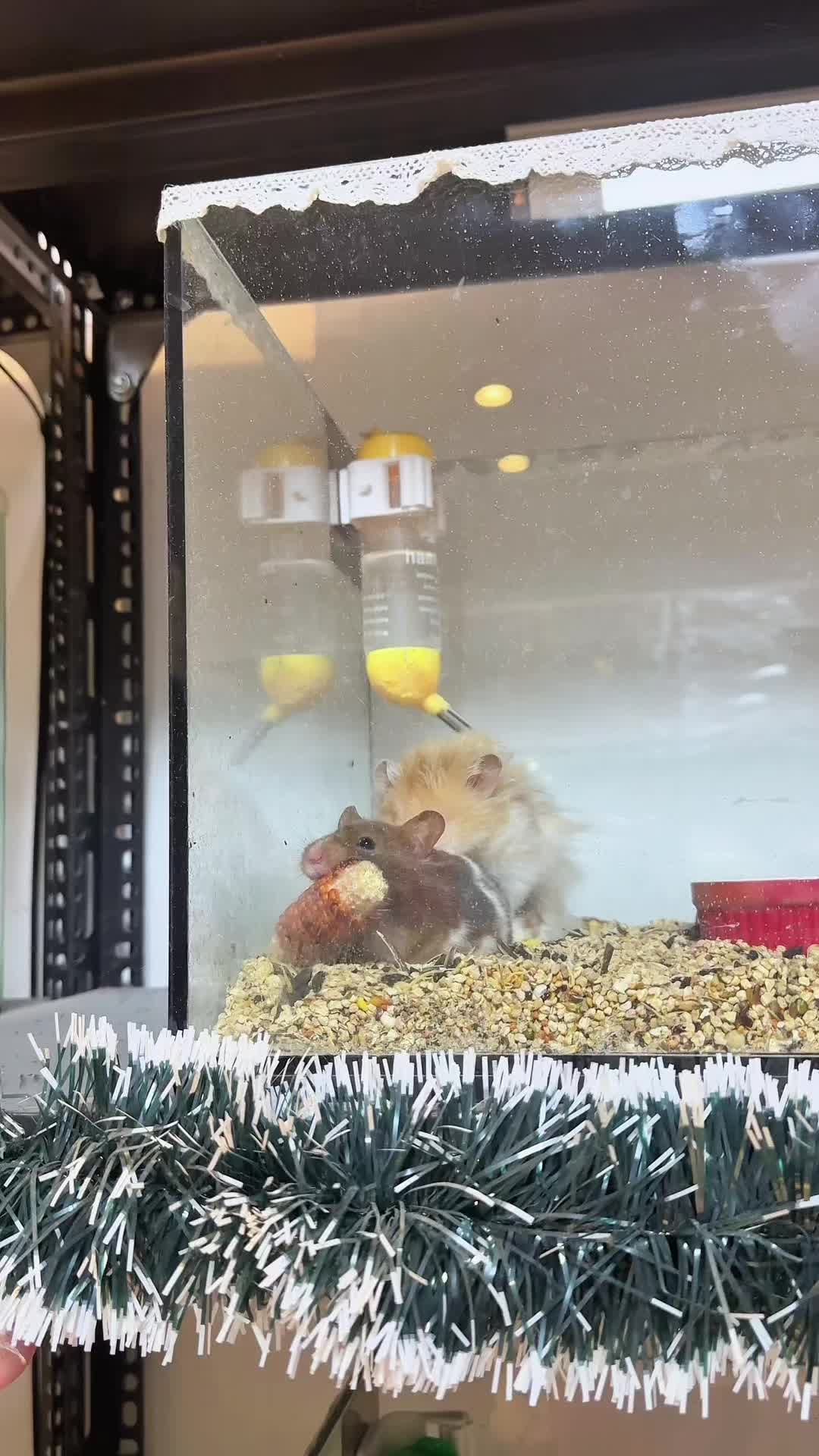 @Liu Liu Hamster - Pet Shop