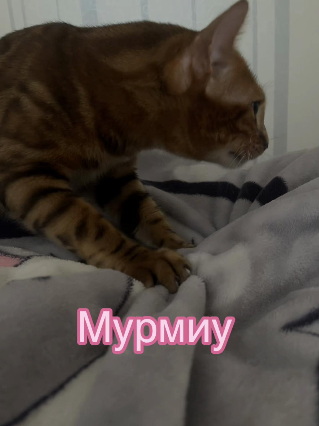 @Cat_pusheen