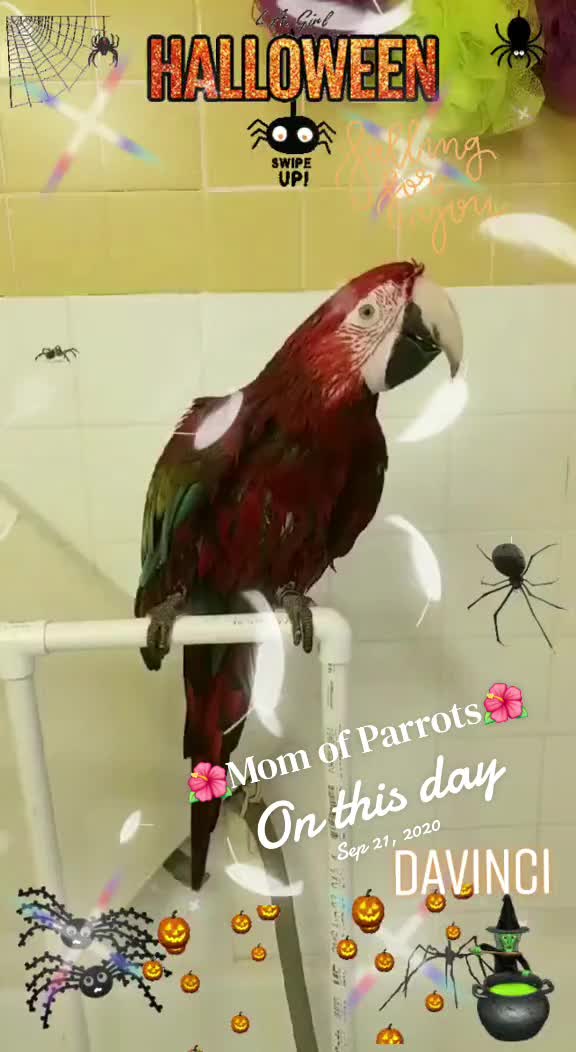 @🦋🇵🇷Mom of Parrots🇵🇷🦋
