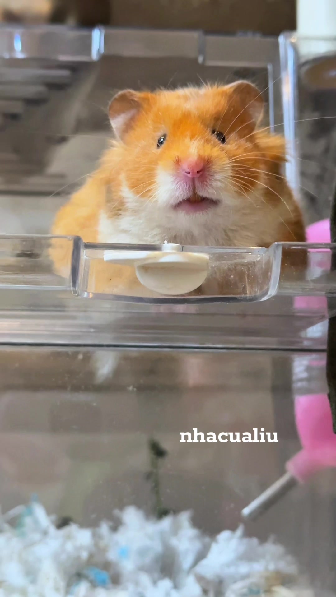 @Liu Liu Hamster - Pet Shop