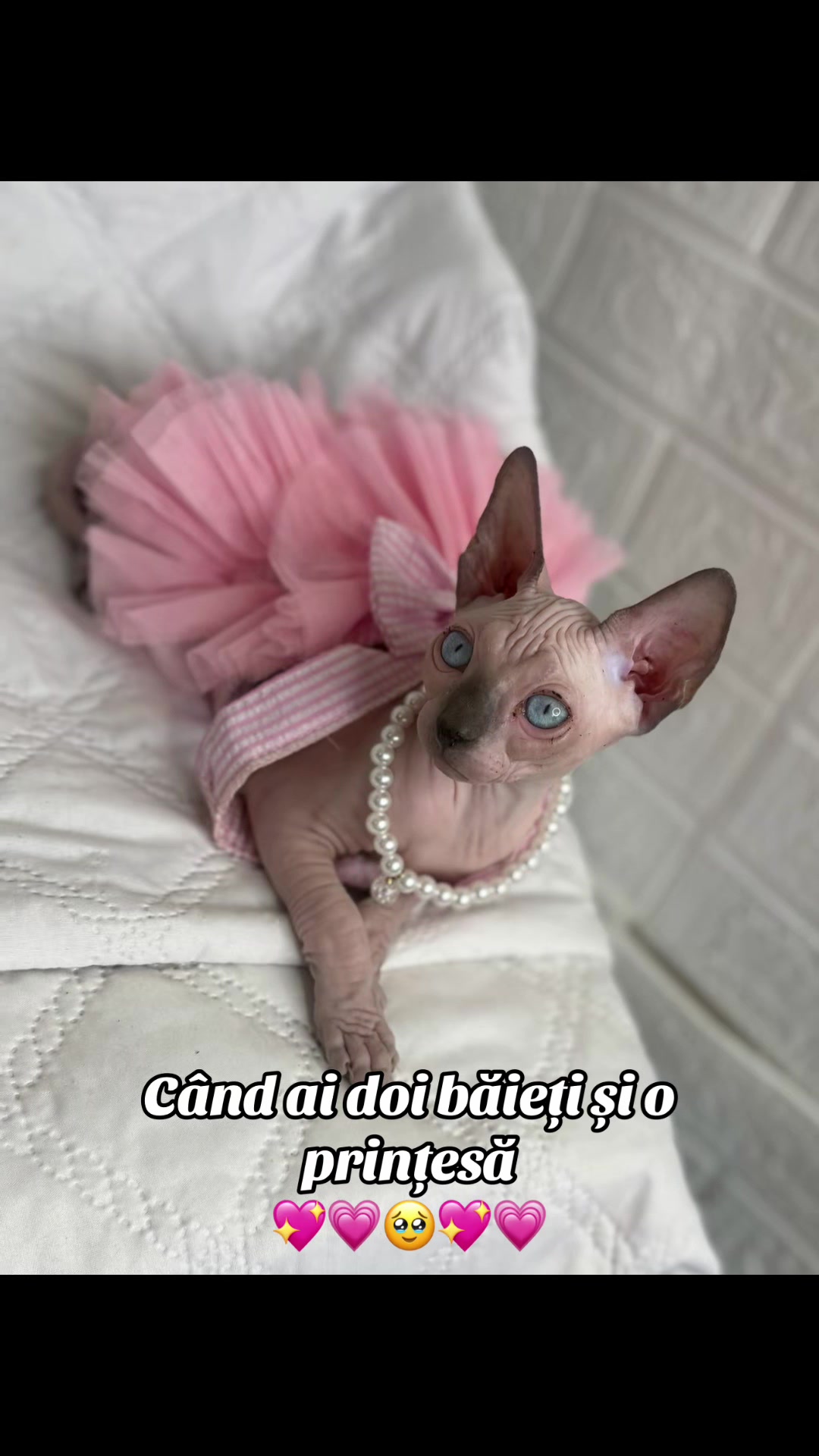 @Diana Ciortan Sphynx Romania