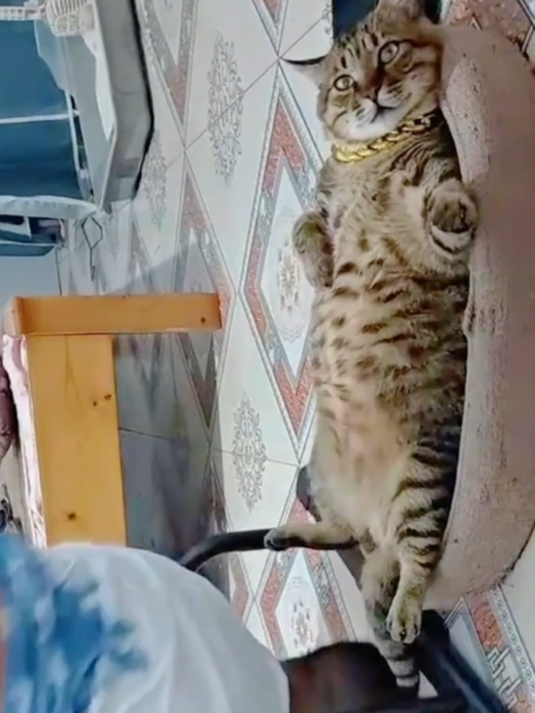 @Catman