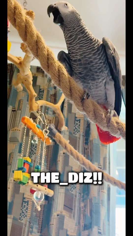 @thehinzoo