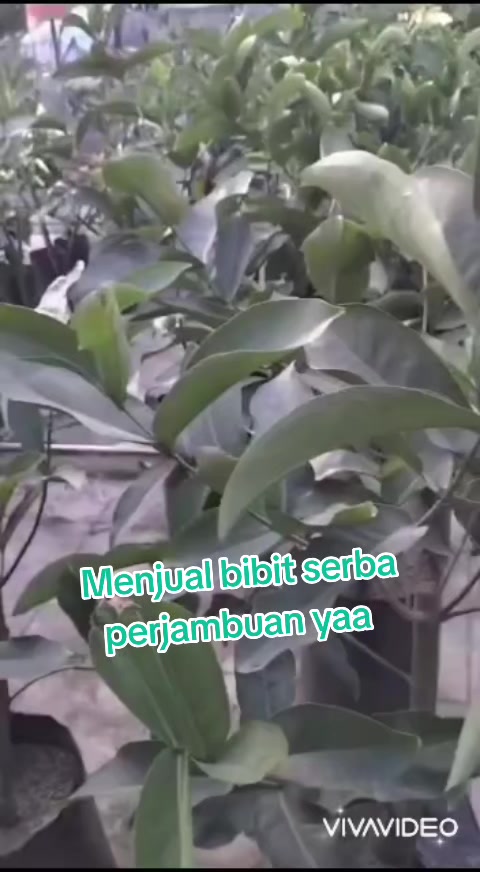 @Bibit khusus samarinda