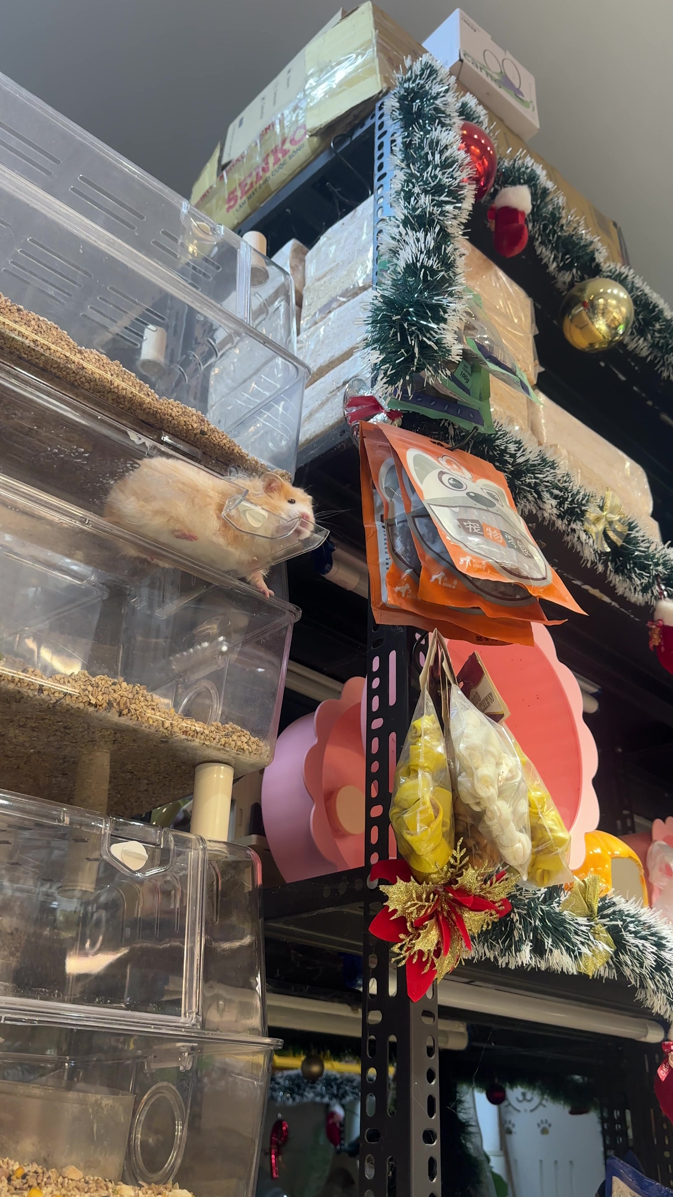 @Liu Liu Hamster - Pet Shop