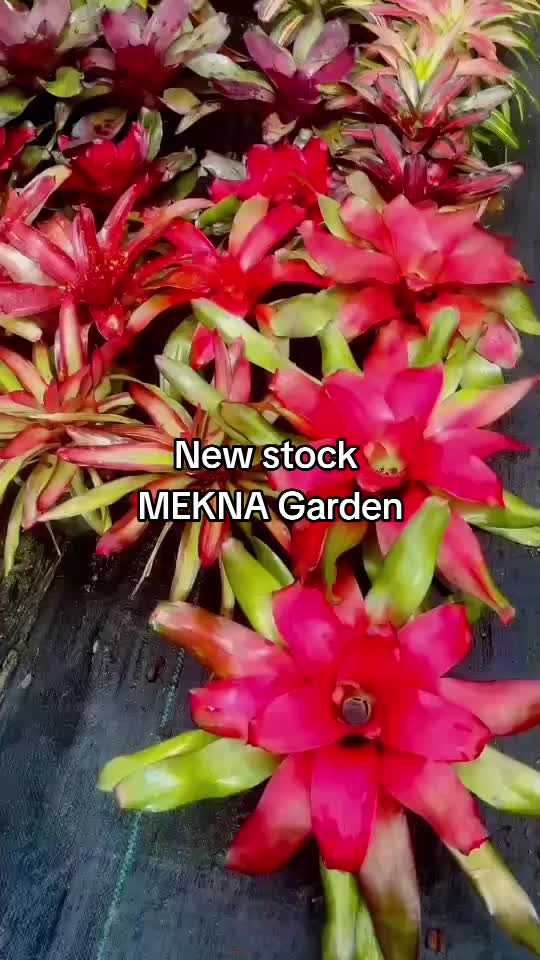 @MEKNA Garden