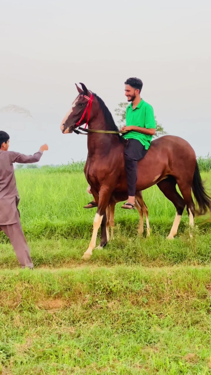 @Ch Hammad bokan ♥️🐎