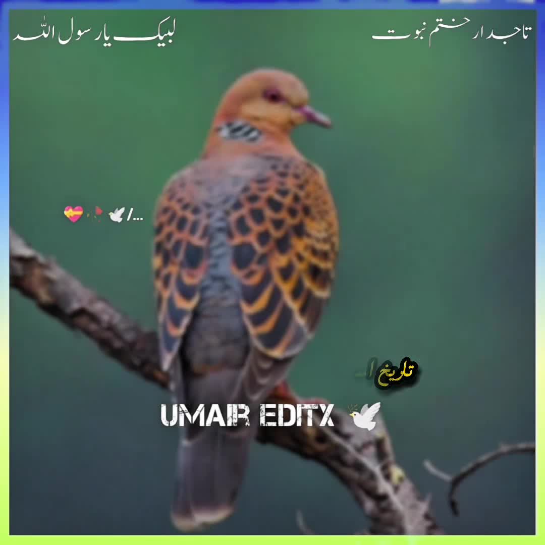 @𝙐𝙢𝙖𝙞𝙧 𝙀𝙙𝙞𝙩𝙭 𓆩💜𓆪
