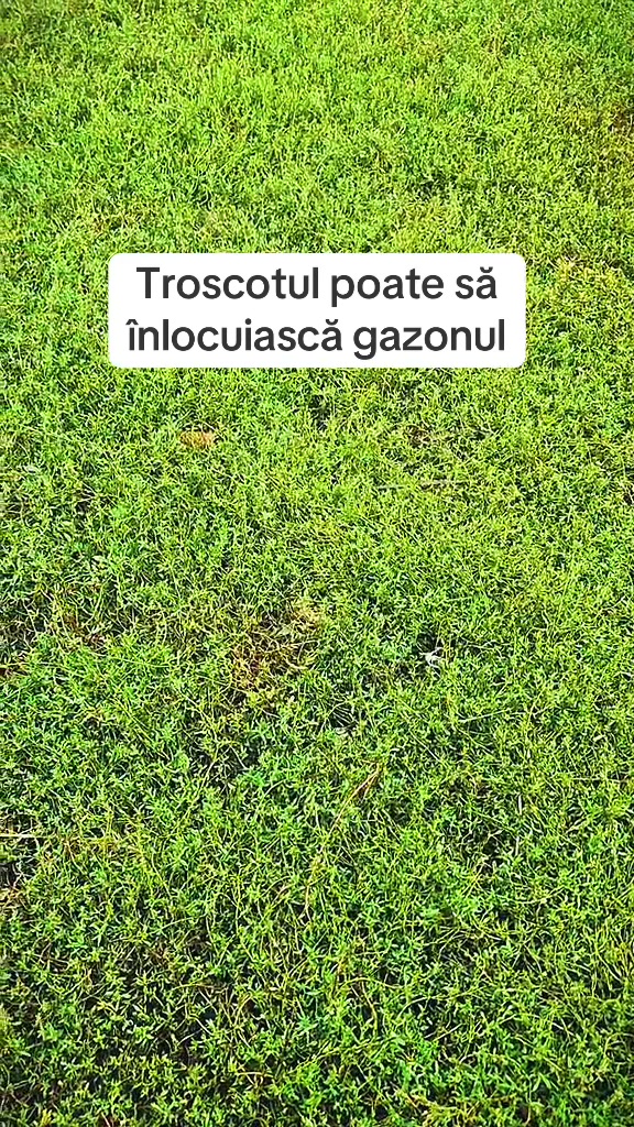 @Andrei Bănică🇷🇴