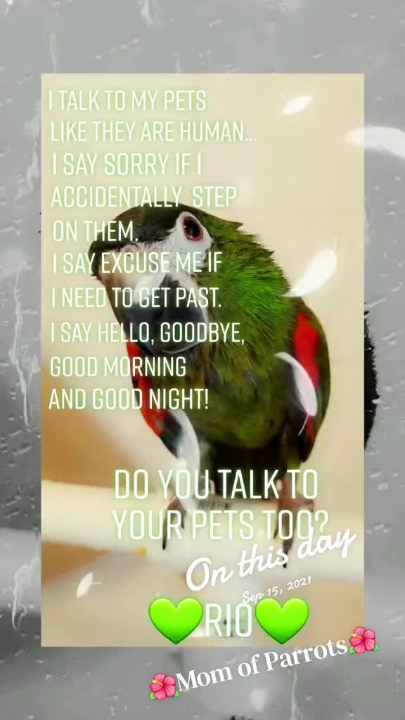 @🦋🇵🇷Mom of Parrots🇵🇷🦋