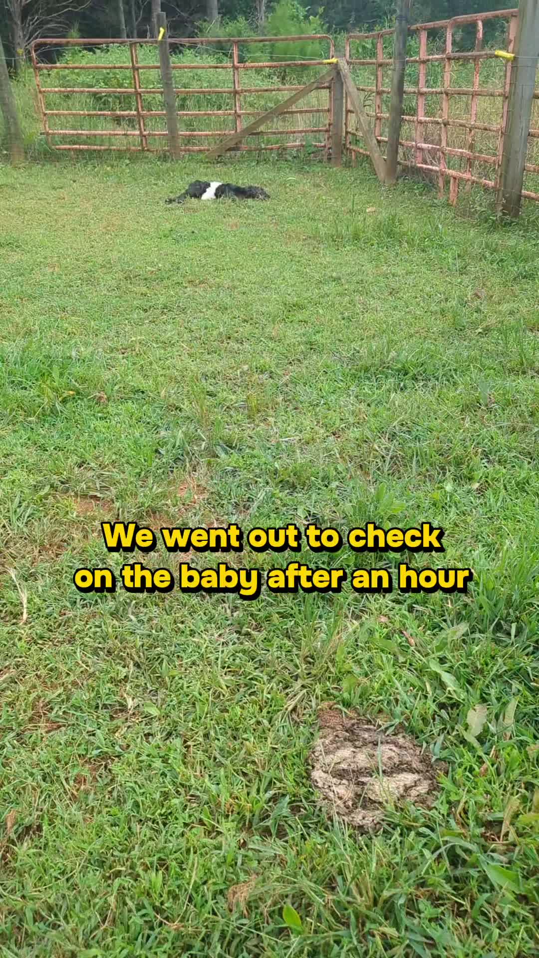 @backwoods