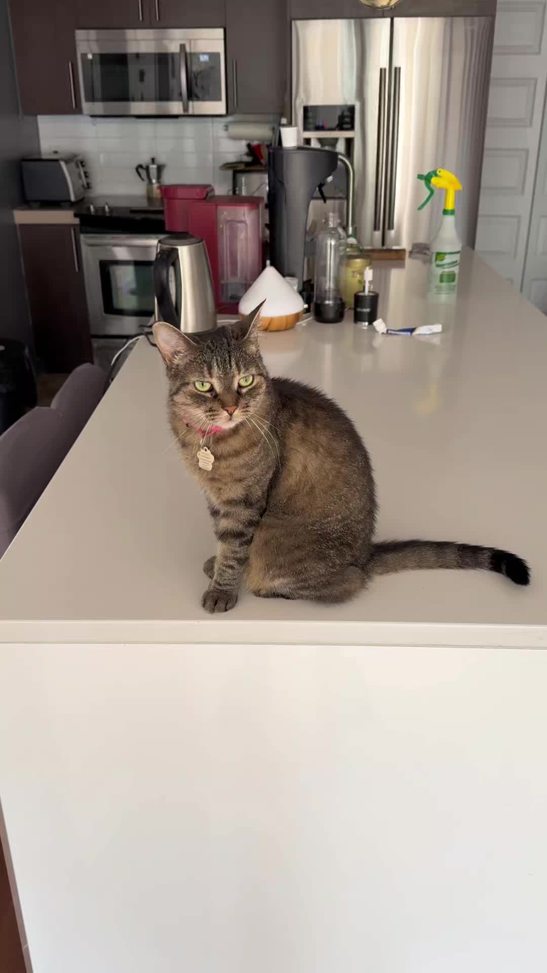@Bellarda the cat
