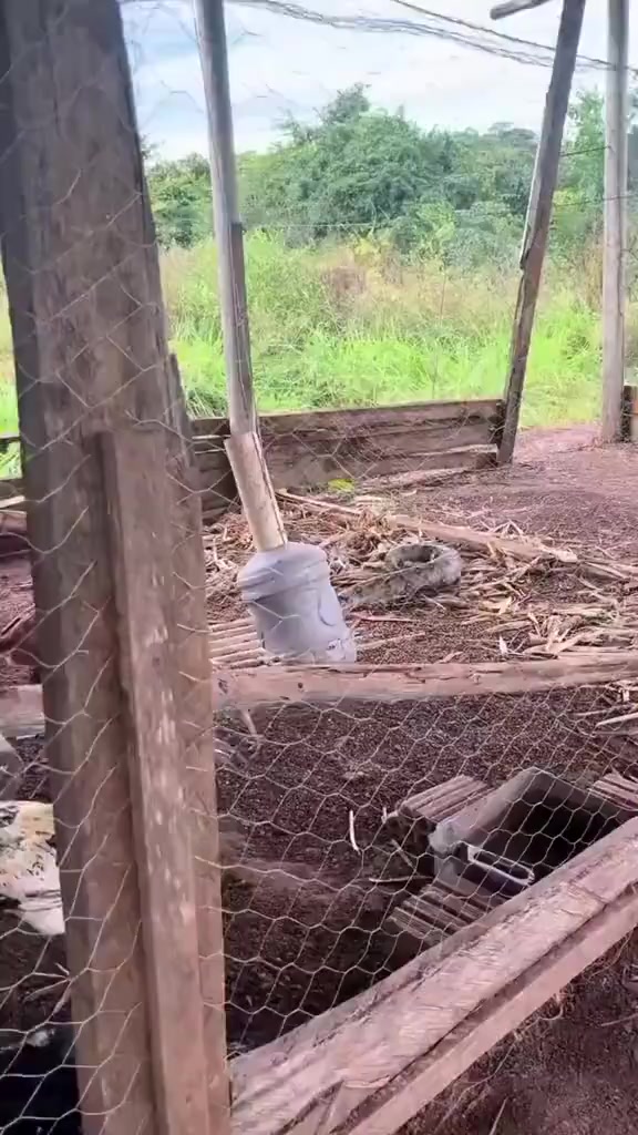 @የጫካው ቀበጥ
