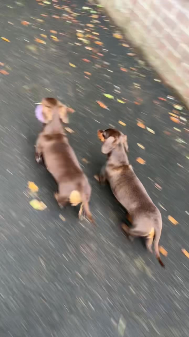 @ciciolive_mini_weiners