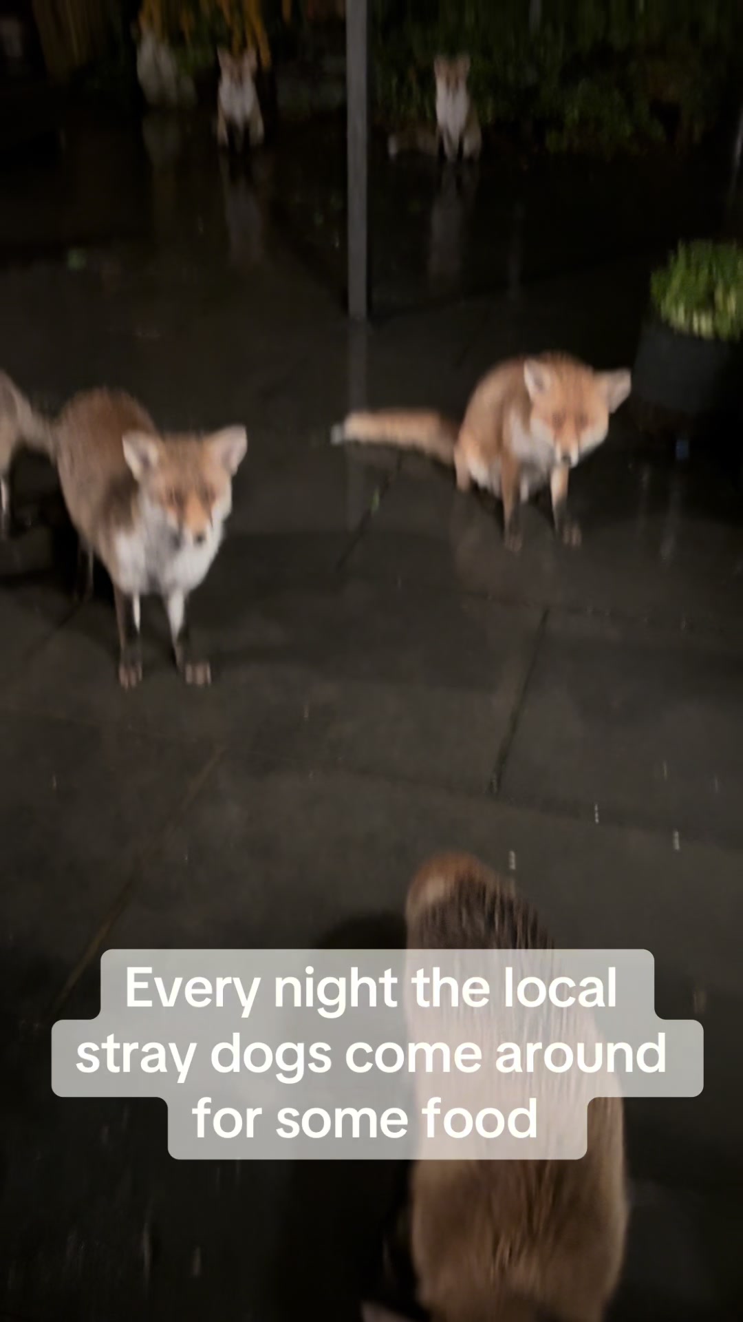 @gp_foxes