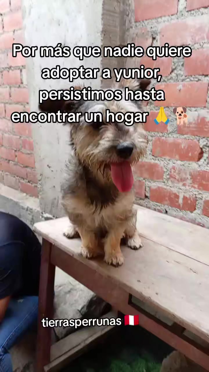 @Asociación T.Perrunas🐕🐈🇵🇪