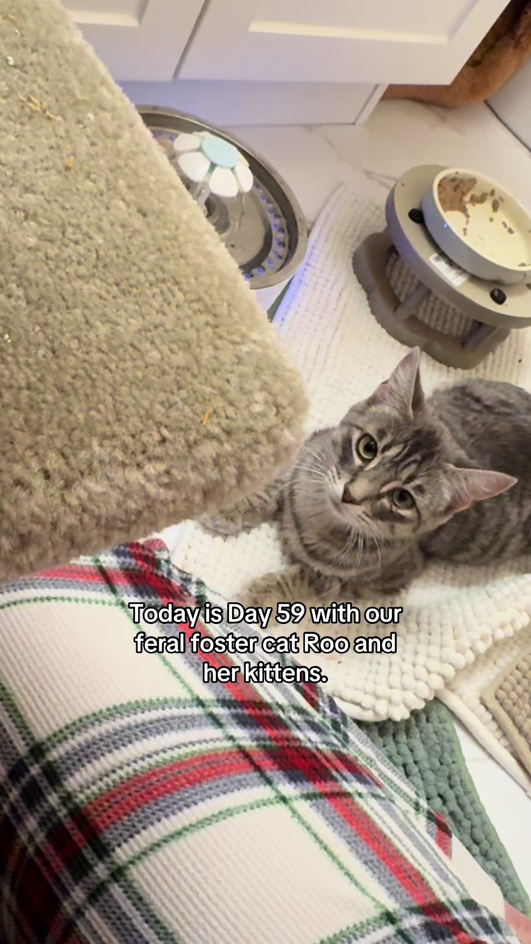 @poppytherescuecat_