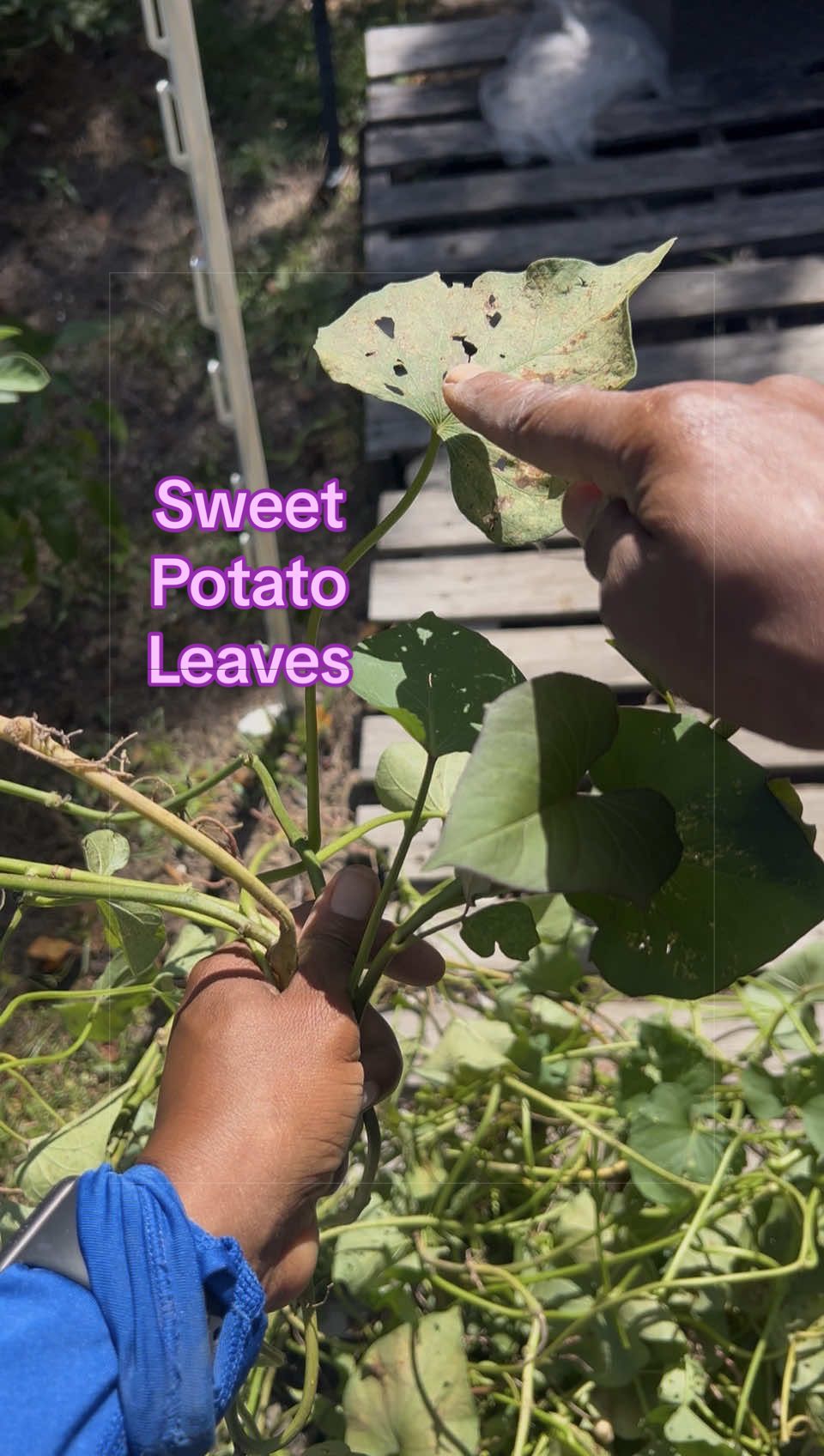 @Gardening4ME