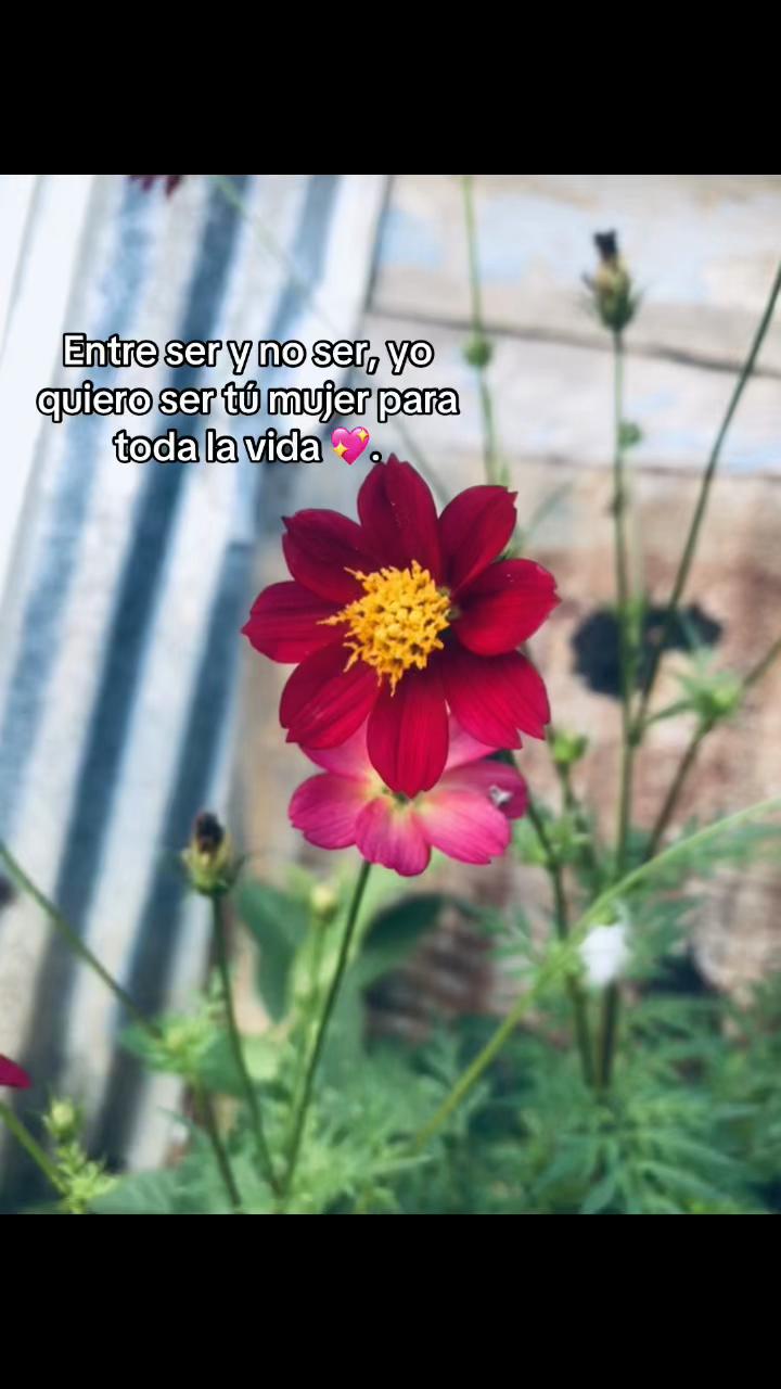 @ᥫ᭡.