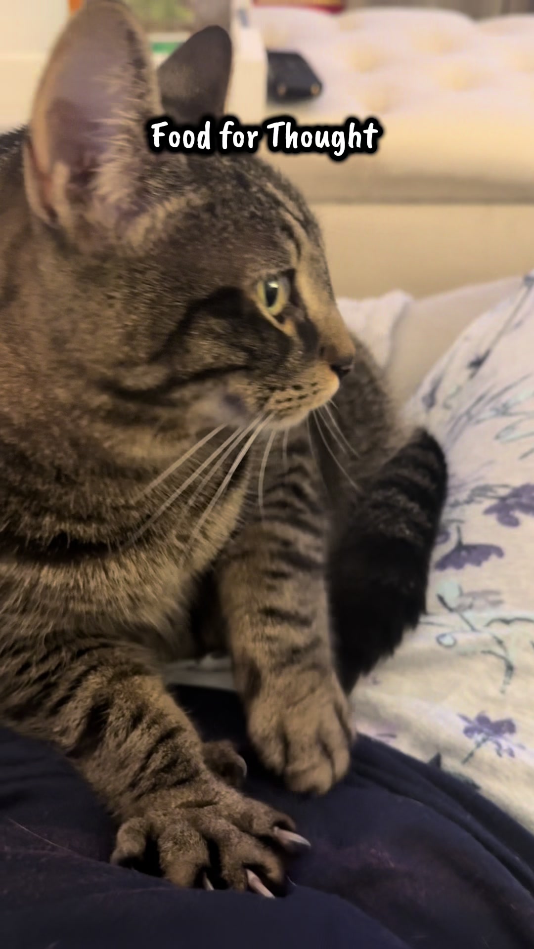 @TailsandWhiskersCo