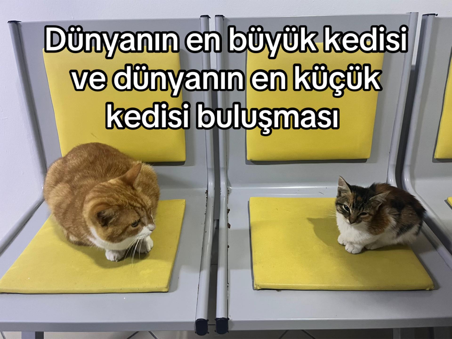 @Z&uuml;loz&uuml;loyaylalar