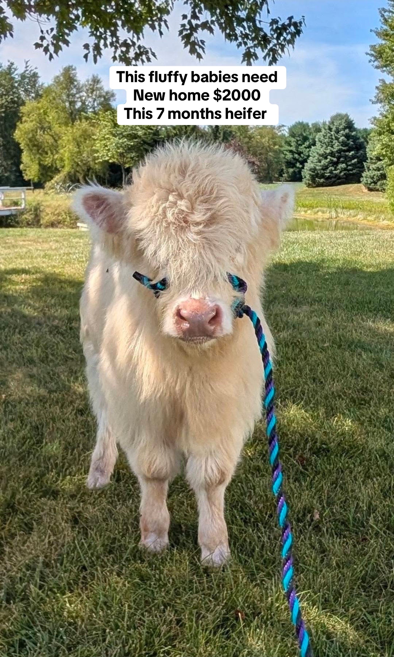 @landycows3