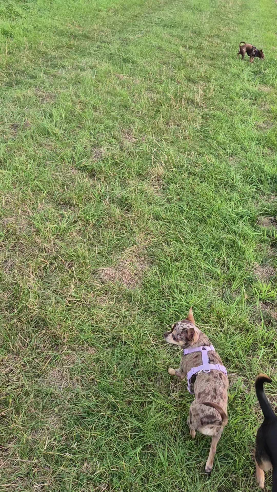 @SabrinaTeamWuffhaus🐕