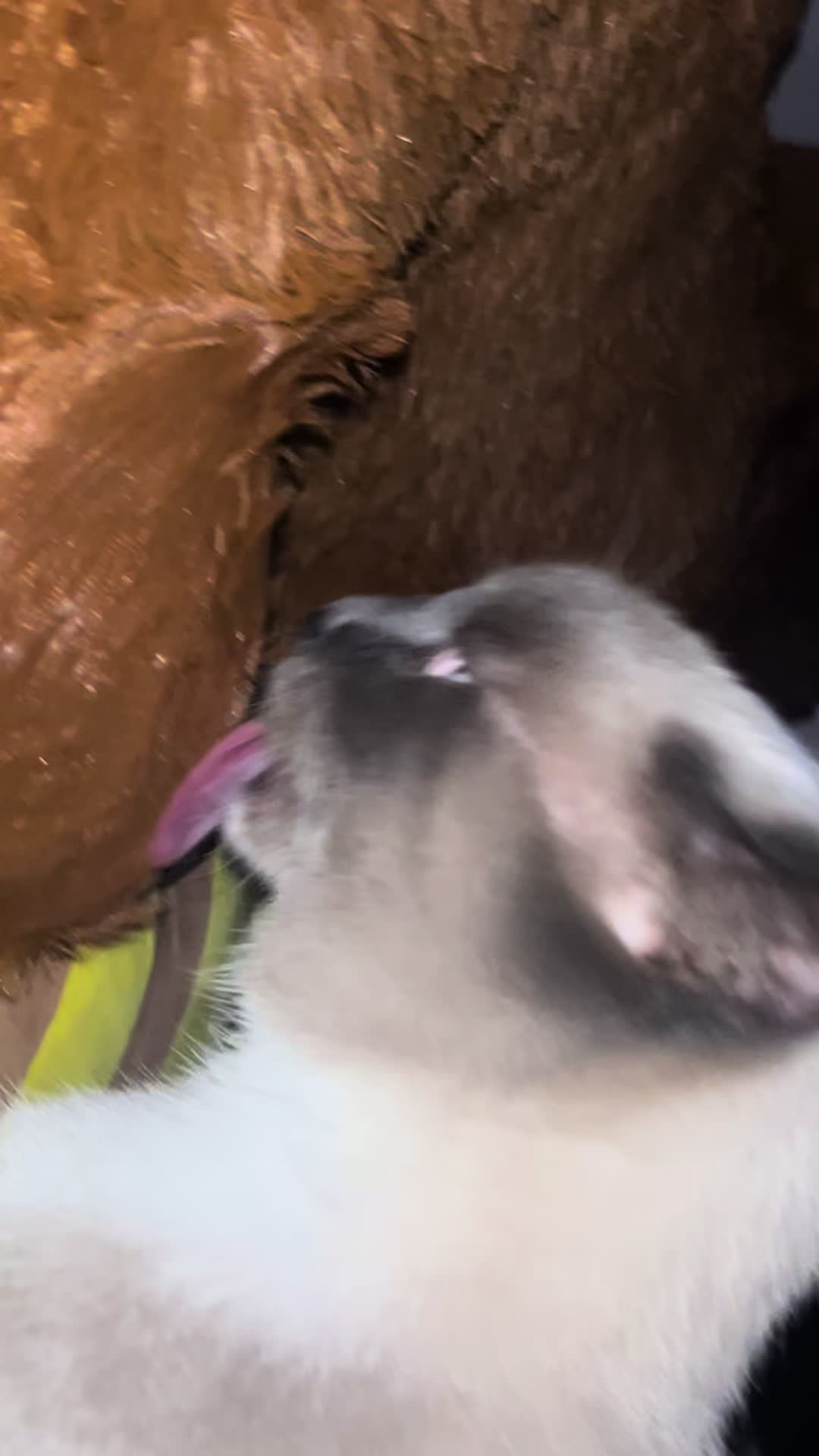 @︎ ✮