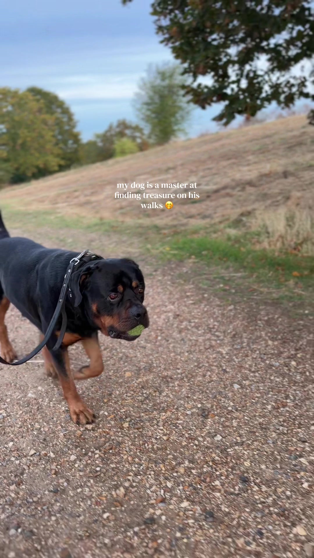 @Nyla Bo Rottweiler