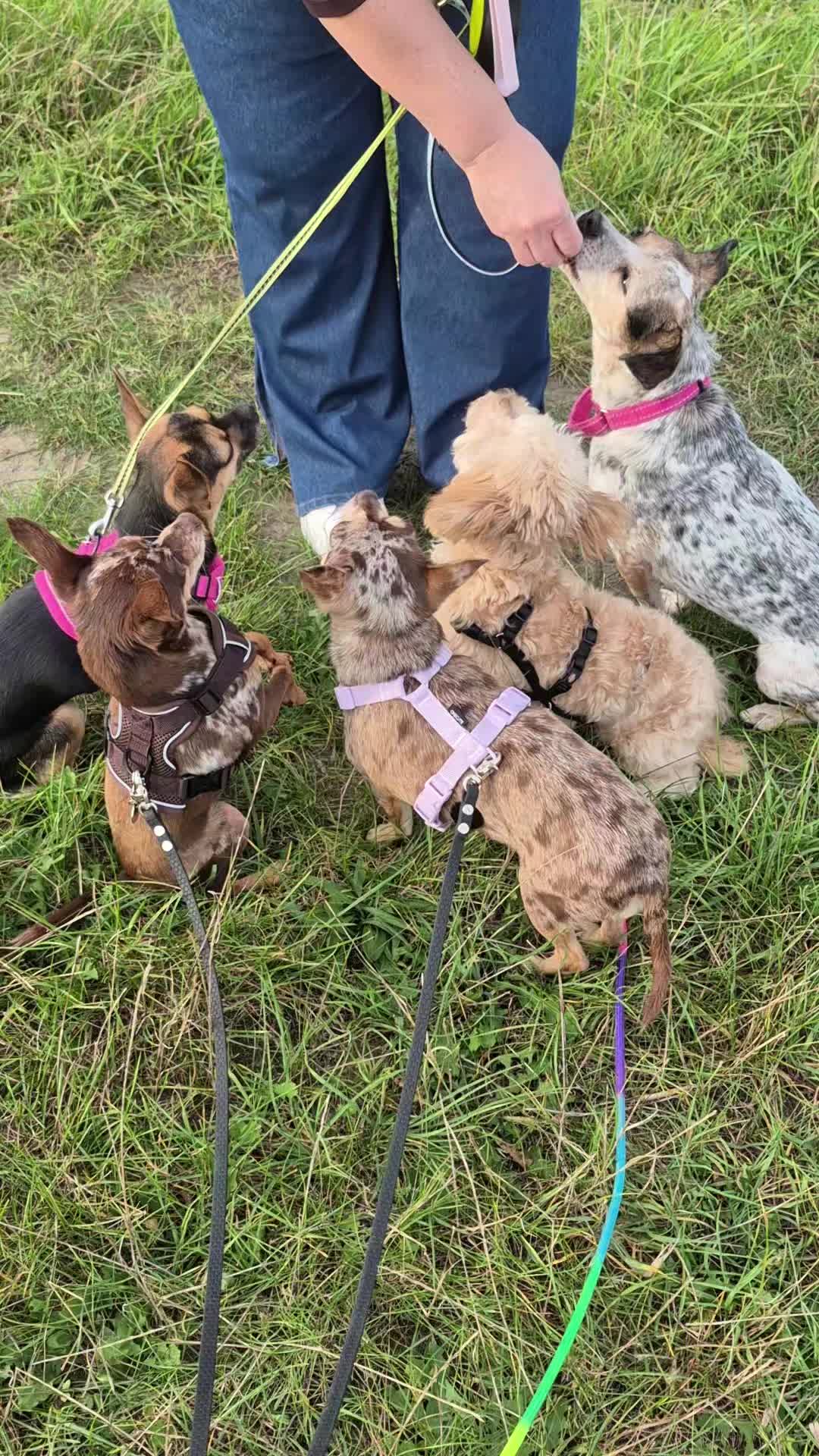 @SabrinaTeamWuffhaus🐕