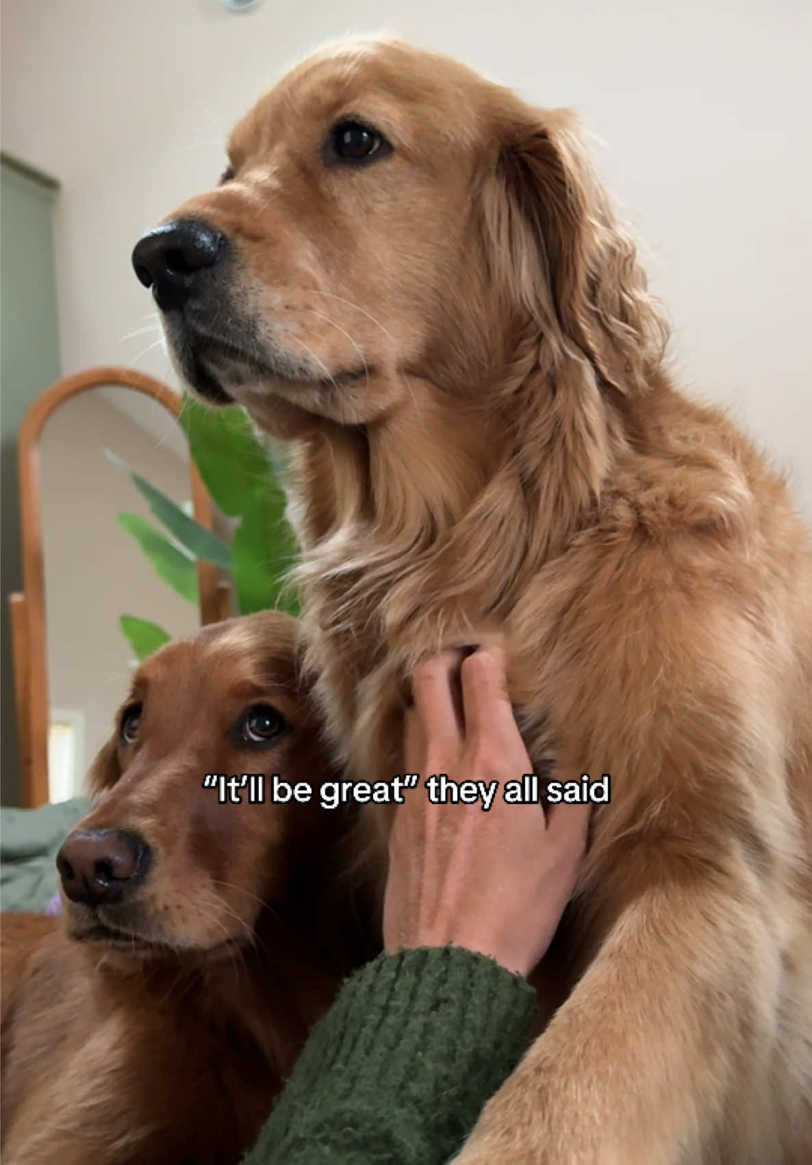 @Pacha and Bucket the Goldens