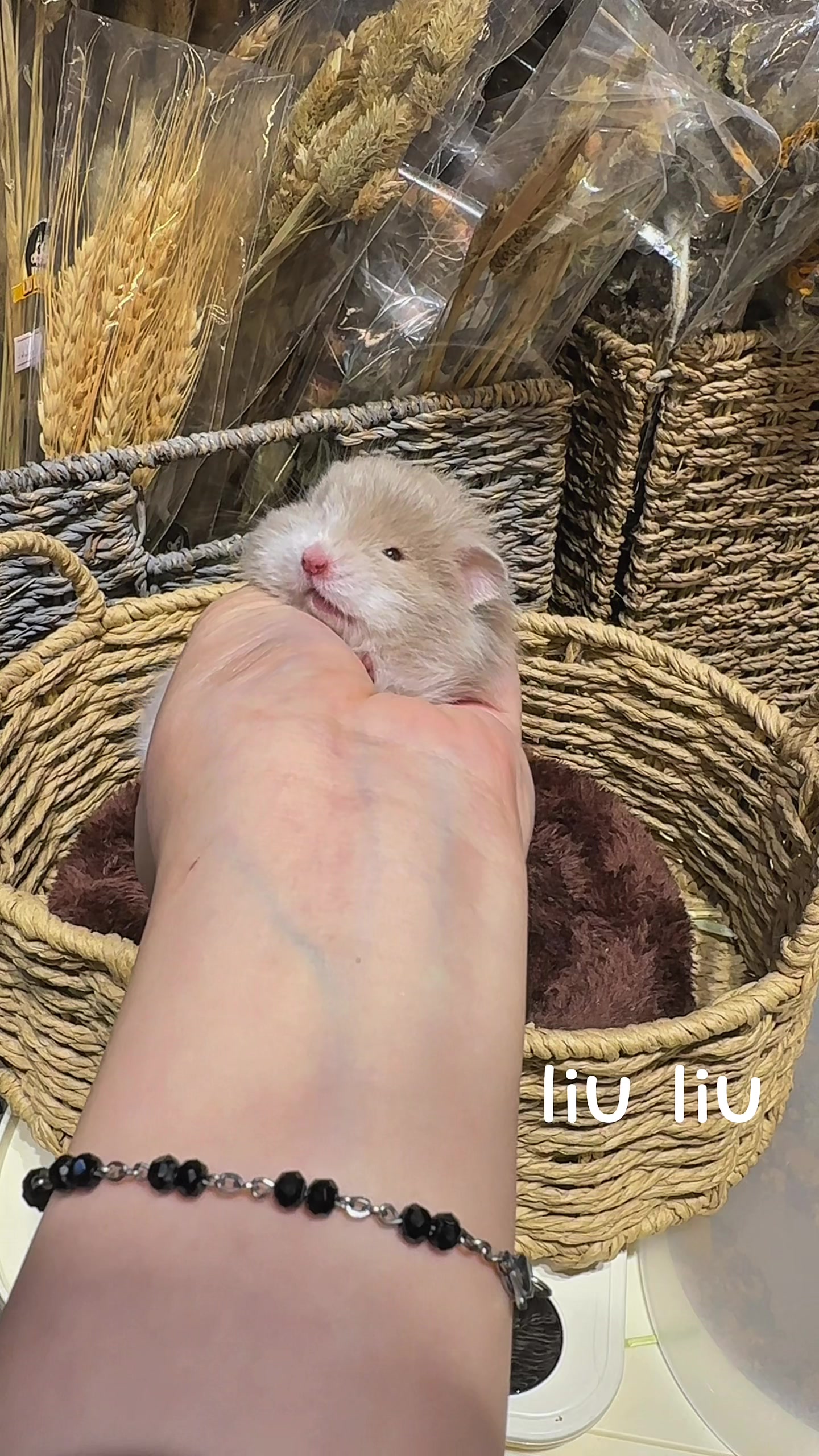 @Liu Liu Hamster - Pet Shop