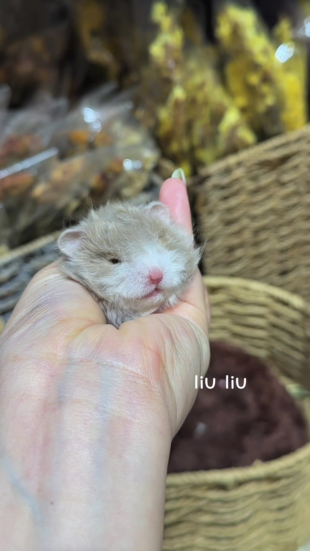 @Liu Liu Hamster - Pet Shop
