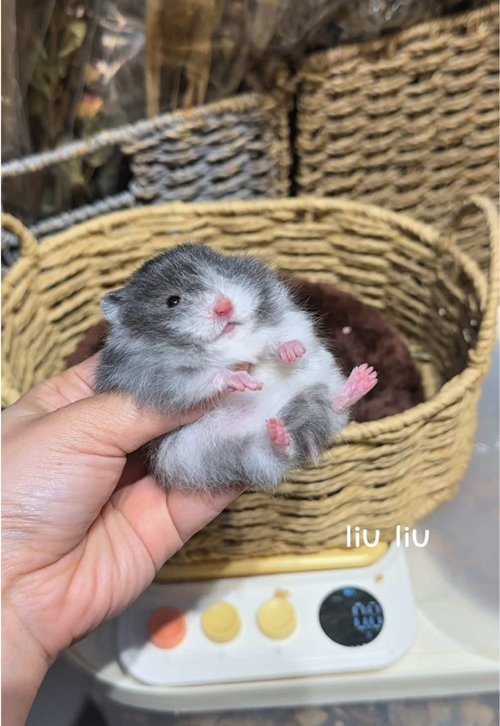 @Liu Liu Hamster - Pet Shop