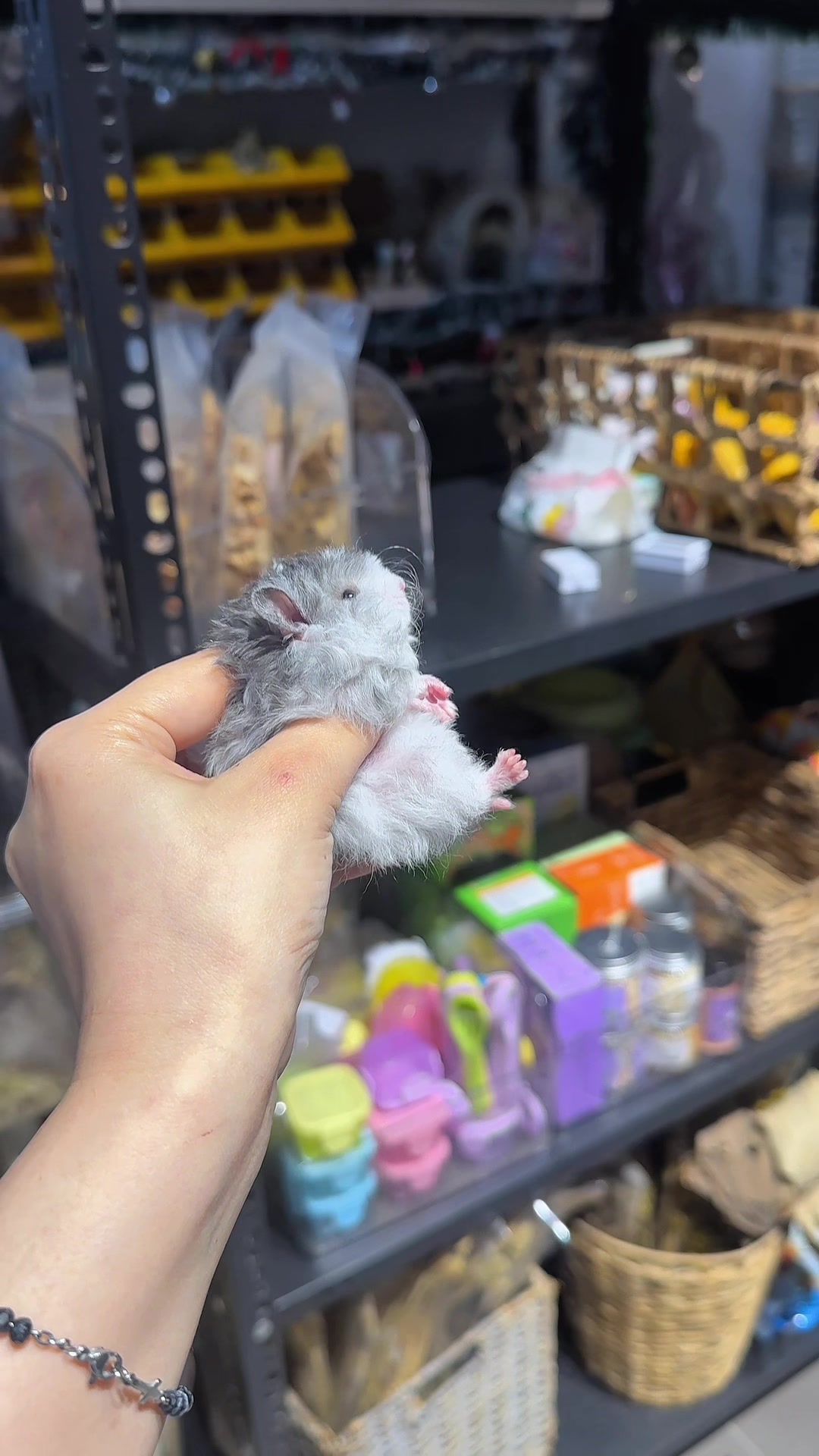 @Liu Liu Hamster - Pet Shop