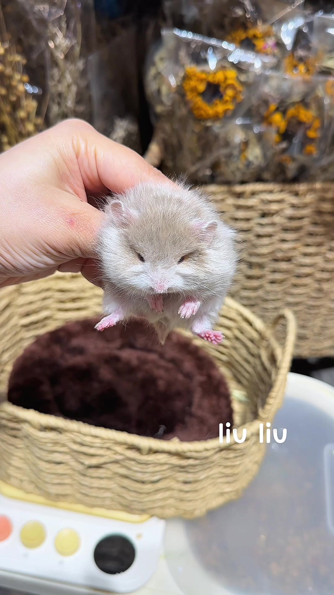 @Liu Liu Hamster - Pet Shop