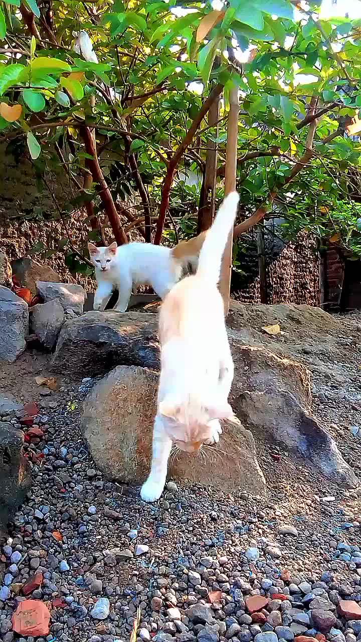 @Biru Cat's Family
