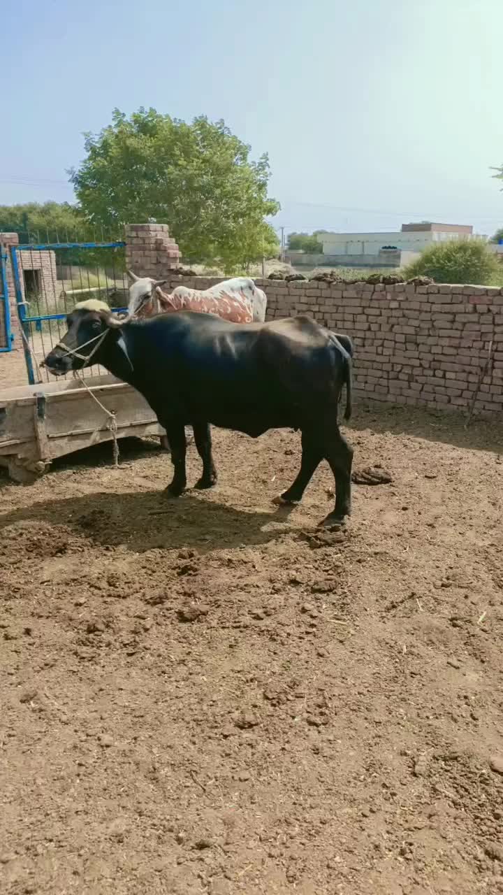 @JUNAID$IDHU
