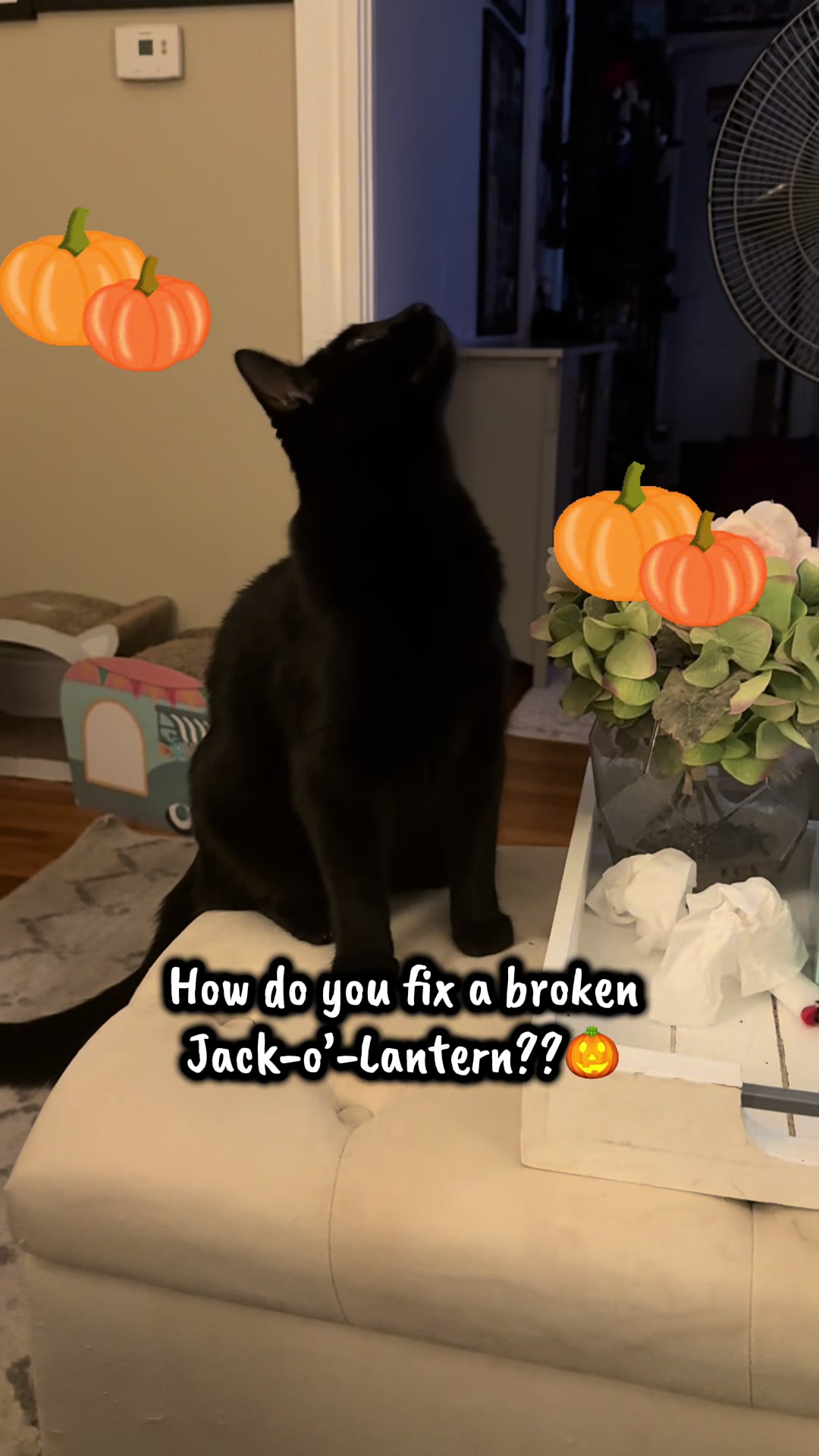 @TailsandWhiskersCo