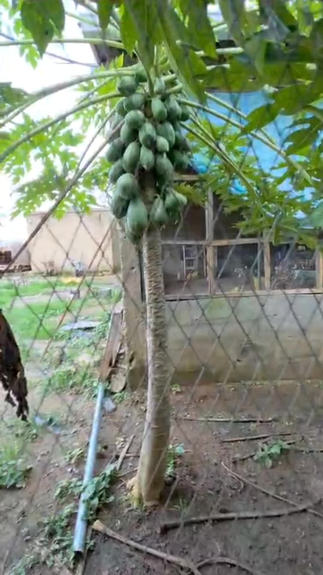 @thetri farms