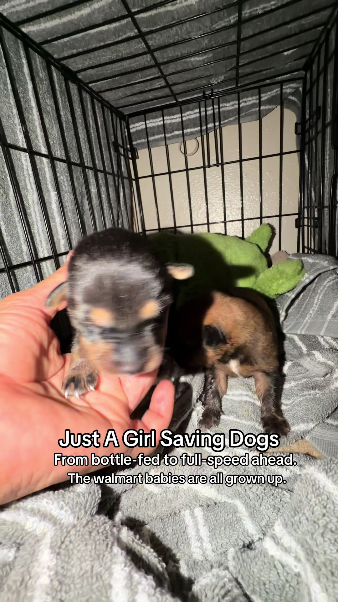 @Just A Girl Saving Dogs
