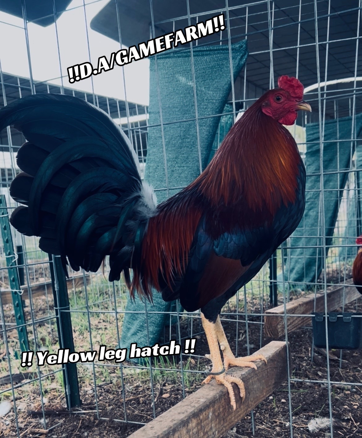 @DAgamefarm
