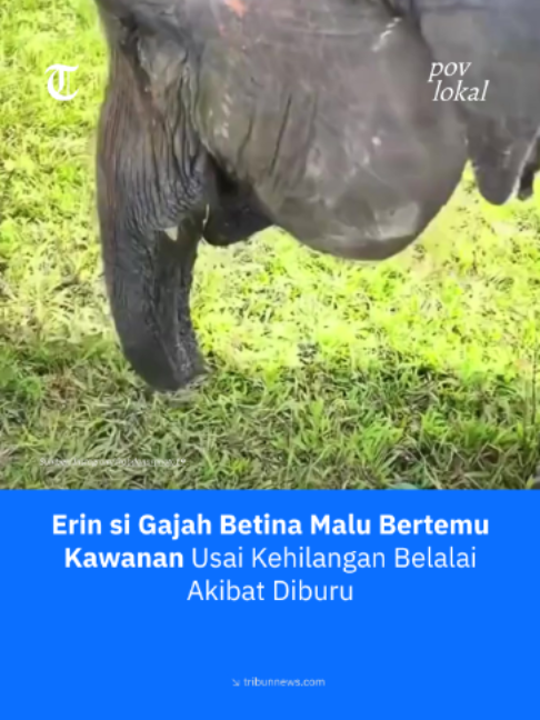 @Tribunnews