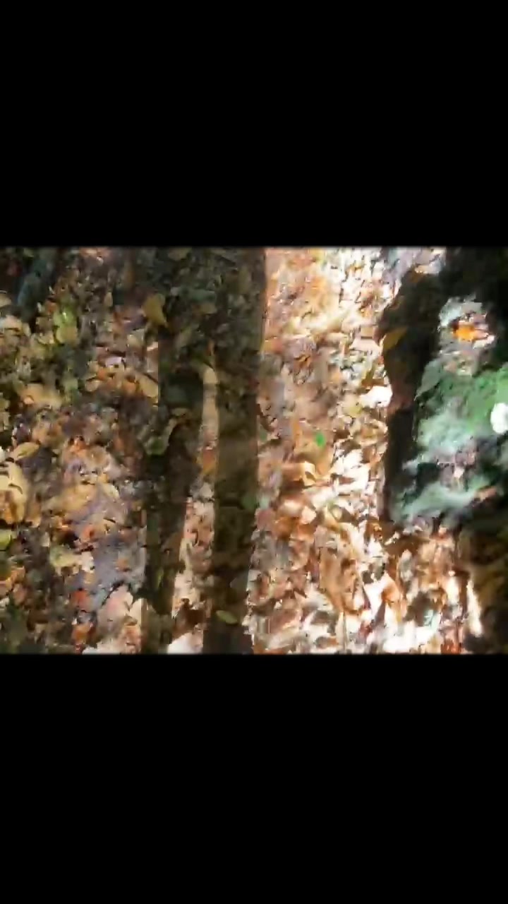 @Angel hikes⛰backup