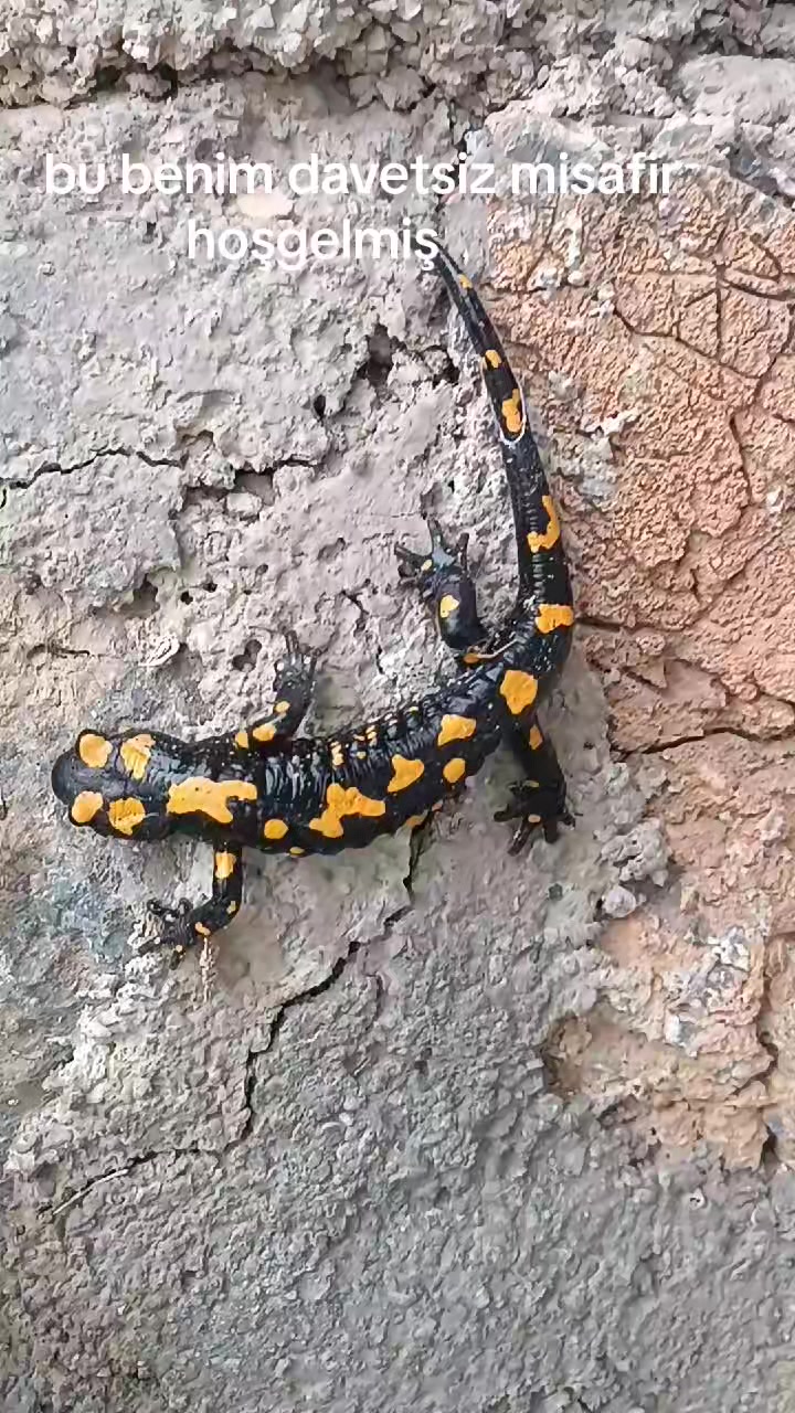 @DAĞCI.46