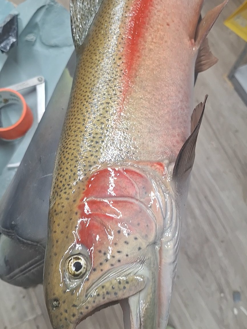 @SouthernScalesFishTaxi