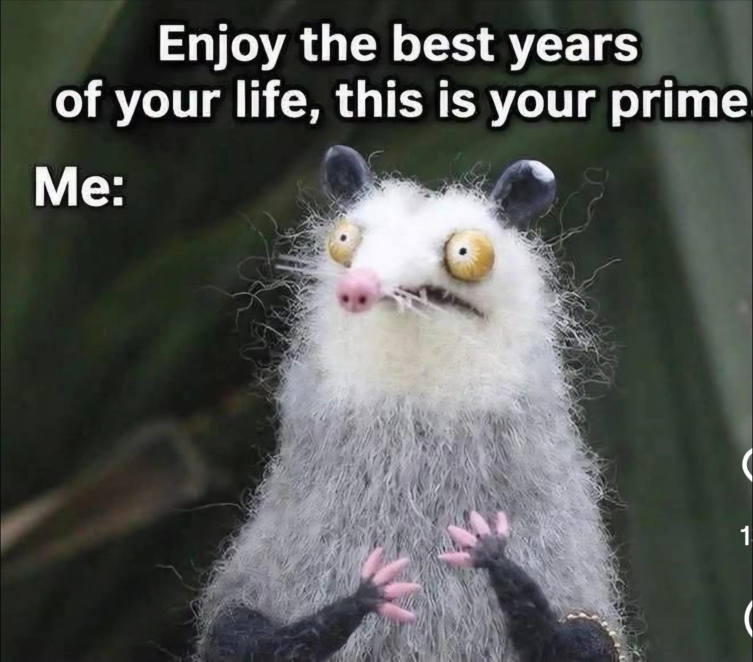 @OPOSSUM/DOG MOMMA Dea