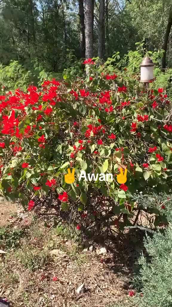 @❤😘Awanzadi😘❤