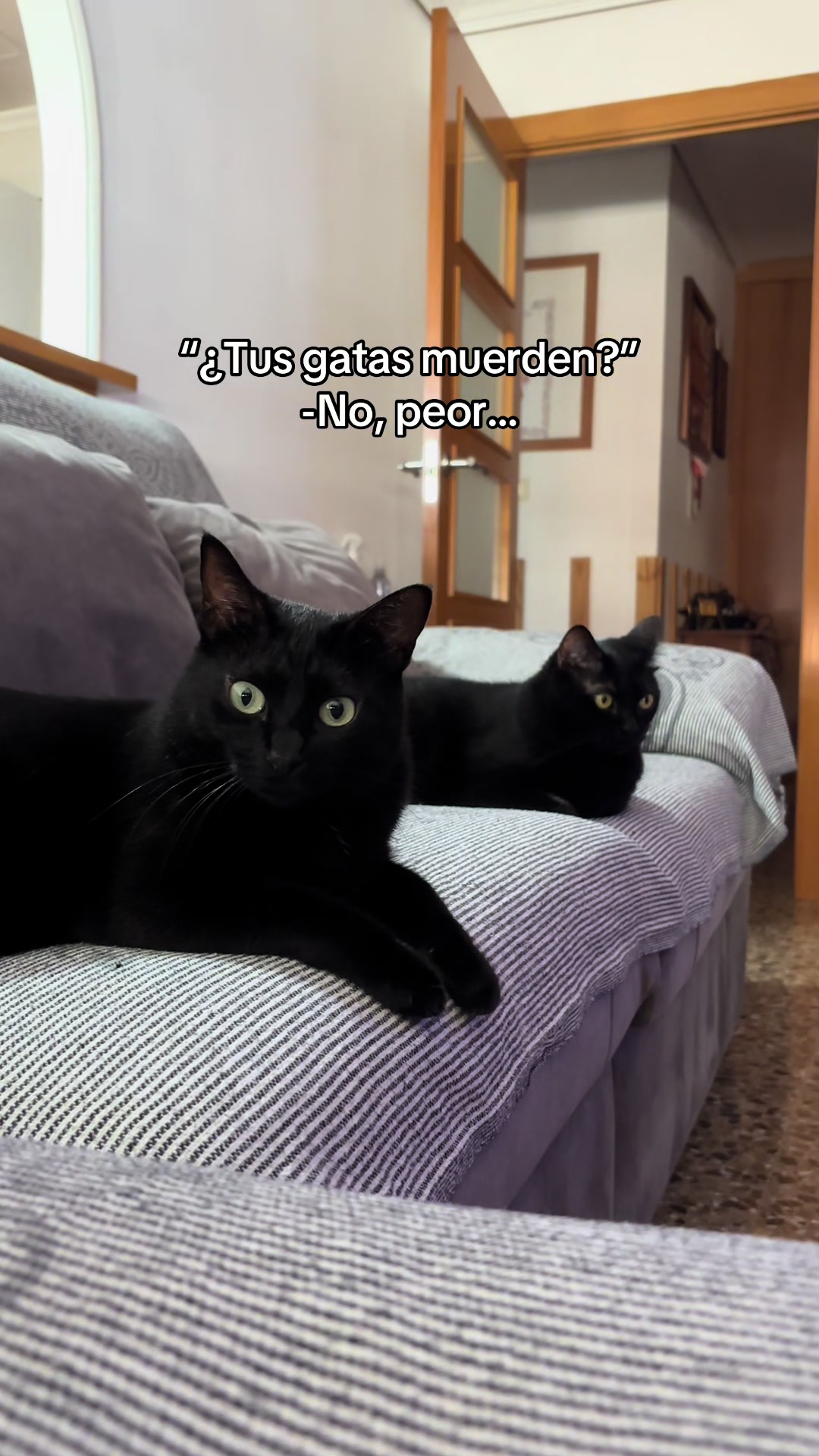@BlackCatsMatter